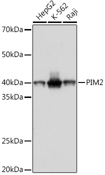 Anti-PIM2 Antibody (CAB9230)