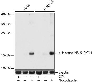 Anti-Phospho-Histone H3-S10/T11 Antibody (CABP0896)