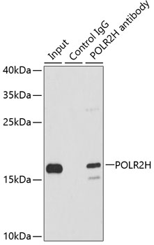 Anti-POLR2H Antibody (CAB13339)