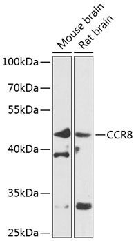 Anti-CCR8 Polyclonal Antibody (CAB8048)