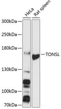 Anti-TONSL Antibody (CAB13035)