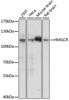 Anti-HMGCR Antibody (CAB16875)