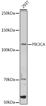 Anti-PIK3CA Antibody (CAB16950)