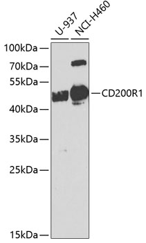 Anti-CD200R1 Polyclonal Antibody (CAB8278)