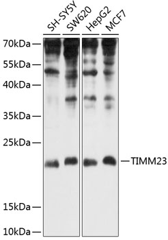 Anti-TIMM23 Polyclonal Antibody (CAB8688)