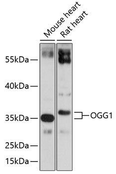 Anti-OGG1 Antibody (CAB1384)