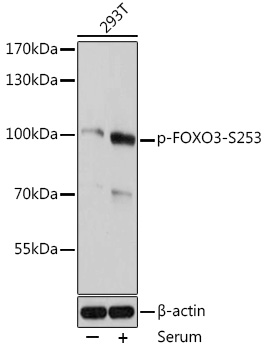 Anti-Phospho-FOXO3-S253 Antibody (CABP0684)