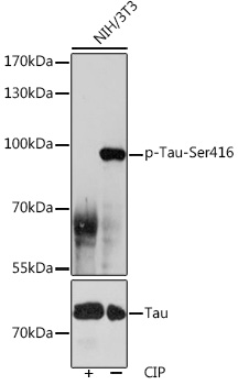 Anti-Phospho-Tau-Ser416 Antibody (CABP1101)