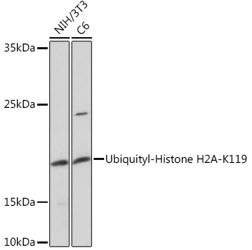 Anti-Ubiquityl-Histone H2A-K119 Antibody (CAB17952)