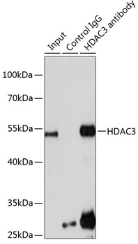 Anti-HDAC3 Antibody (CAB16462)