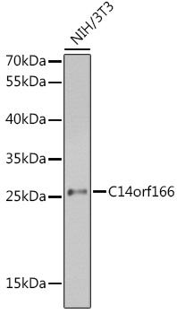 Anti-C14orf166 Antibody (CAB3436)