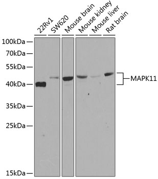 Anti-MAPK11 Antibody (CAB7717)
