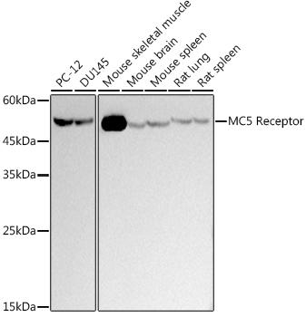 Western blot analysis of extracts of various cell lines, using at 1:500 dilution. Secondary antibody: HRP Goat Anti-Rabbit IgG (H+L) at 1:10000 dilution. Lysates/proteins: 25ug per lane. Blocking buffer: 3% nonfat dry milk in TBST. Detection: ECL Basic Kit. Exposure time: 3s.