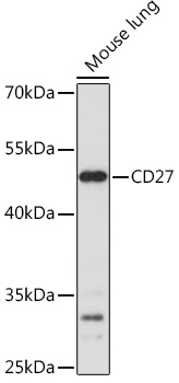 Anti-CD27 Antibody (CAB15654)