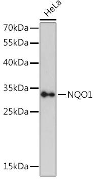 Anti-NQO1 Antibody (CAB16830)