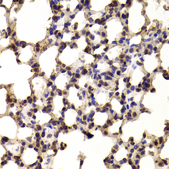 Anti-BHLHE40 Antibody (CAB6534)