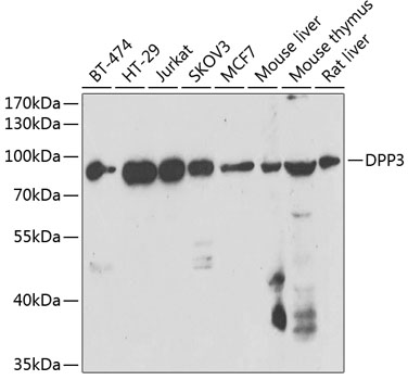 Anti-DPP3 Antibody (CAB7054)