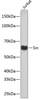 Anti-Src Antibody [KO Validated] (CAB19119)