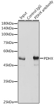 Anti-PDHX Antibody (CAB6426)