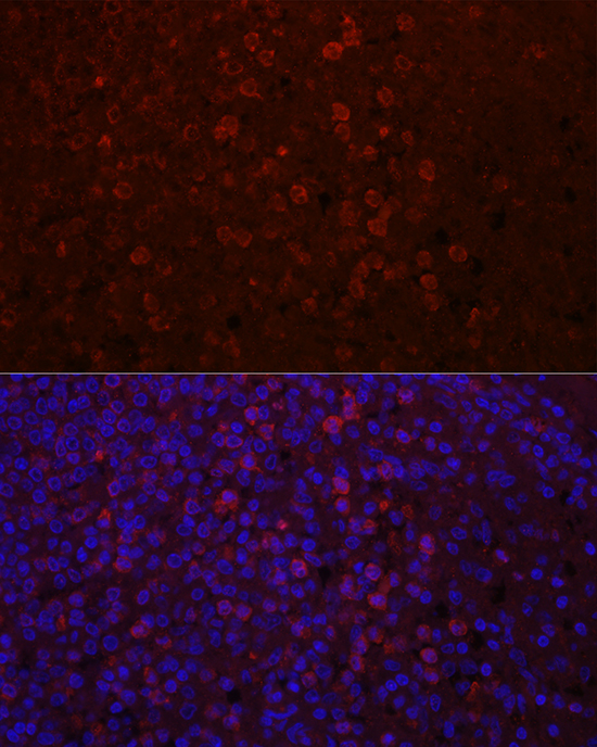 Anti-CD4 Antibody (CAB0363)