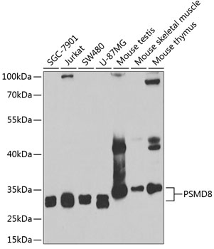 Anti-PSMD8 Antibody (CAB6955)