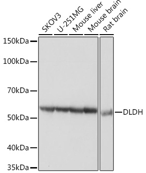 Anti-DLDH Antibody (CAB5220)