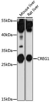 Anti-CREG1 Antibody (CAB16081)