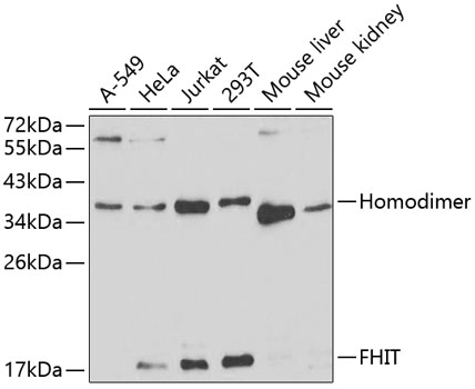 Anti-FHIT Antibody (CAB1196)