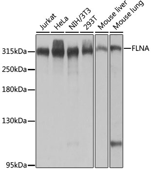 Anti-FLNA Antibody (CAB0927)