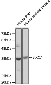 Anti-BIRC7 Antibody (CAB12600)