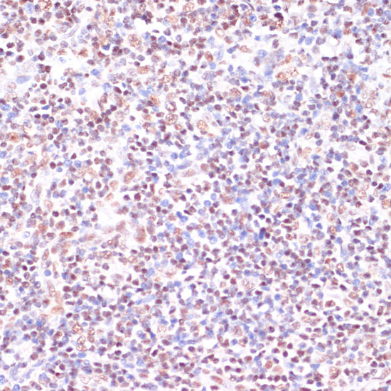 Anti-CREB1 Antibody (CAB11989)