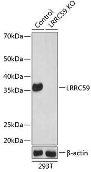 Anti-LRRC59 Antibody [KO Validated] (CAB19965)