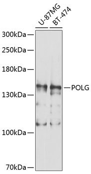 Anti-POLG Polyclonal Antibody (CAB8451)