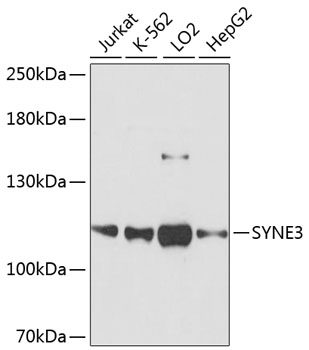 Anti-SYNE3 Antibody (CAB13237)