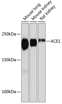 Anti-ACE1 Antibody