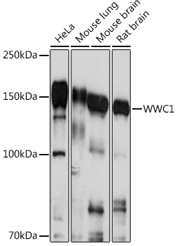 Anti-WWC1 Antibody (CAB17110)