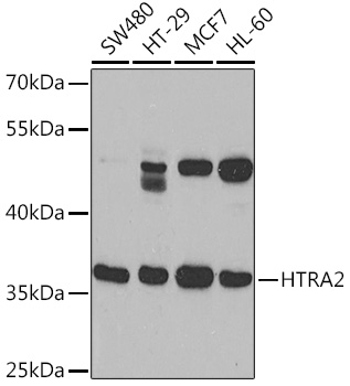 Anti-HTRA2 Antibody (CAB14877)