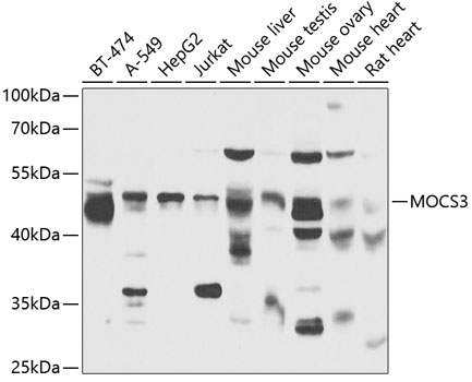 Anti-MOCS3 Antibody (CAB13417)