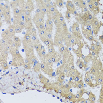 Anti-NSF Antibody (CAB0926)