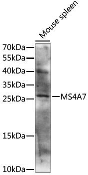 Anti-MS4A7 Antibody (CAB15495)