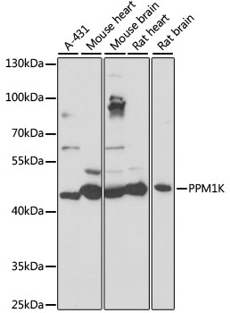 Anti-PPM1K Antibody (CAB16602)