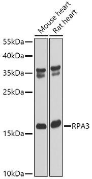 Anti-RPA3 Antibody (CAB6721)