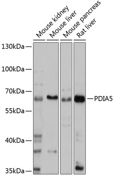 Anti-PDIA5 Antibody (CAB14389)