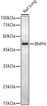 Western blot analysis of extracts of Rat lung, using BMP4 antibody at 1:1000 dilution. Secondary antibody: HRP Goat Anti-Rabbit IgG (H+L) at 1:10000 dilution. Lysates/proteins: 25ug per lane. Blocking buffer: 3% nonfat dry milk in TBST. Detection: ECL Basic Kit. Exposure time: 180s.