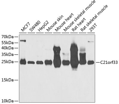 Anti-C21orf33 Antibody (CAB6429)