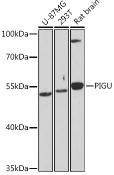 Anti-PIGU Antibody (CAB18538)