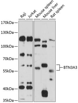 Anti-BTN3A3 Antibody (CAB14269)