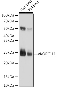 Anti-VKORC1L1 Rat Polyclonal Antibody
