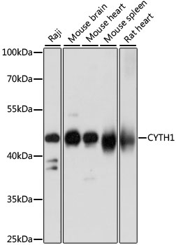 Anti-CYTH1 Antibody (CAB15351)