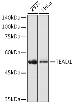 Anti-TEAD1 Antibody (CAB13366)